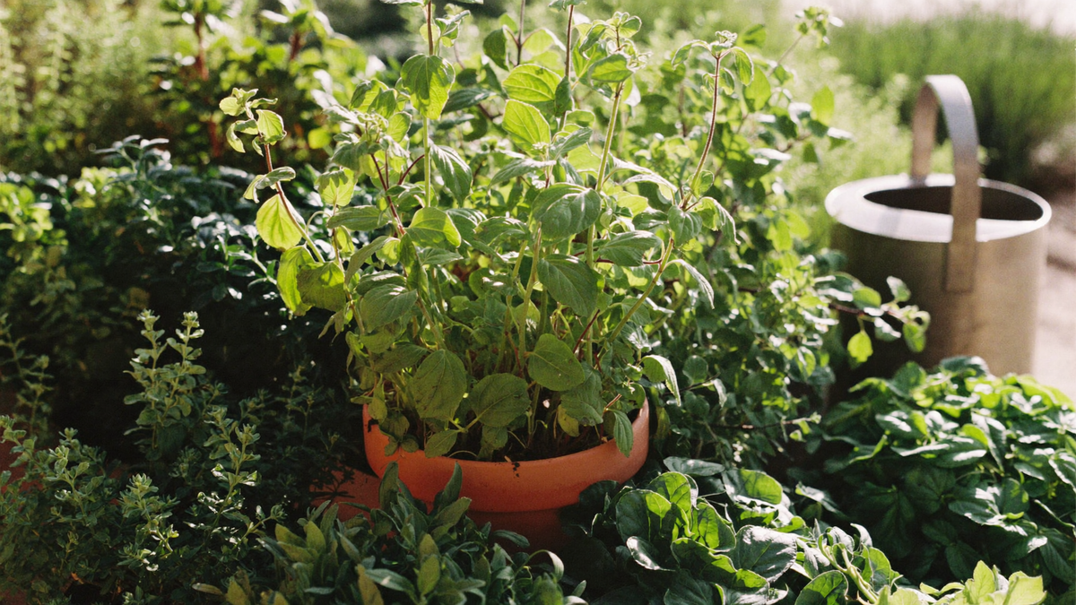 Thriving potted herbs gathered together on a sunlit patio with a metal watering can beside them
