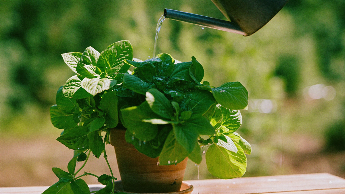 Water pouring from a metal watering can into a terracotta pot of lush green basil in warm sunlight