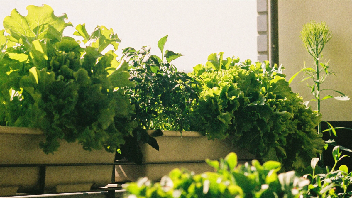 Sunlit balcony rail planters full of vivid green lettuce and herbs with light passing through the leaves