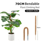 The 27.6 in (70 cm) bendable coir pole shown straight and curved, next to a potted monstera