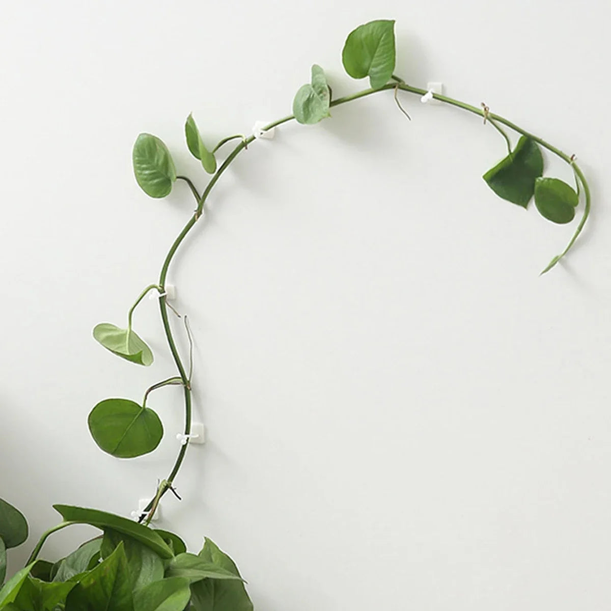 Self-Adhesive Wall Clips for Climbing Plants