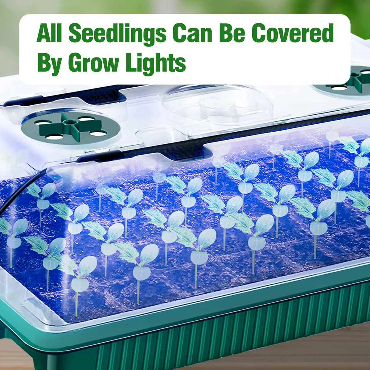 Seed Starter Kit with Grow Lights, 80 Cells