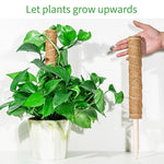 A hand beside a pothos trained upward on a coir pole in a white pot