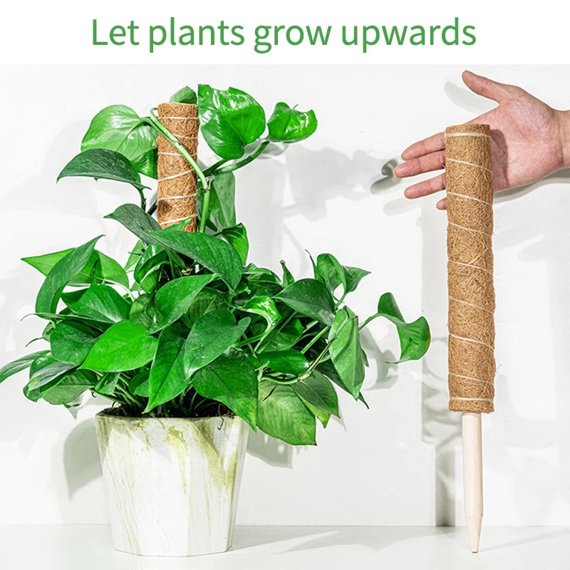 A hand beside a pothos trained upward on a coir pole in a white pot