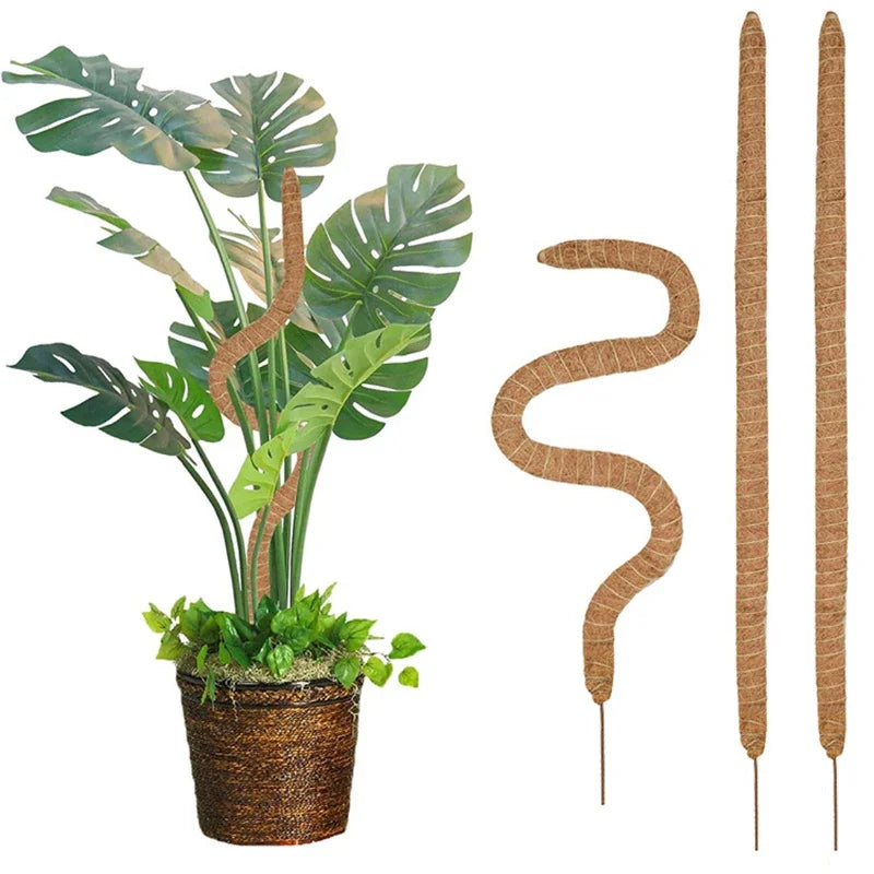 Coir plant pole standing in a potted monstera, shown next to a bendable pole and a straight pole
