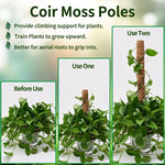 Diagram comparing a pothos before use, on one coir pole, and on two poles joined together