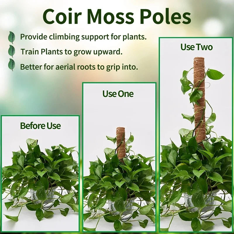 Diagram comparing a pothos before use, on one coir pole, and on two poles joined together
