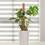 Monstera growing up a coir pole in a tall white pot in front of window blinds