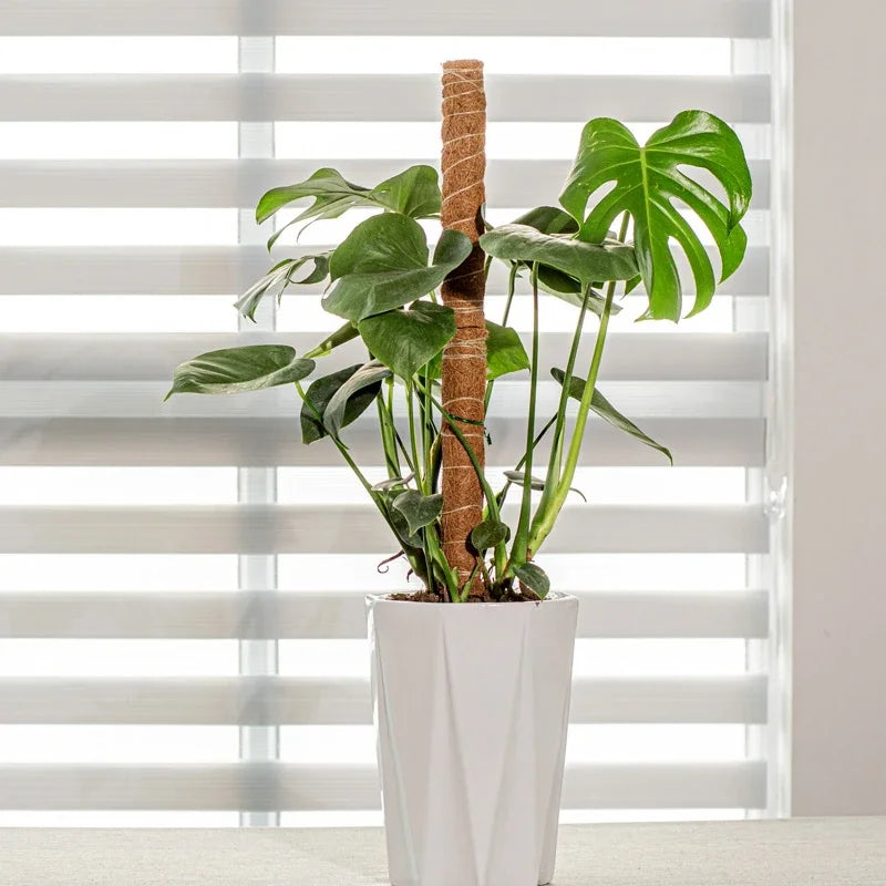 Monstera growing up a coir pole in a tall white pot in front of window blinds
