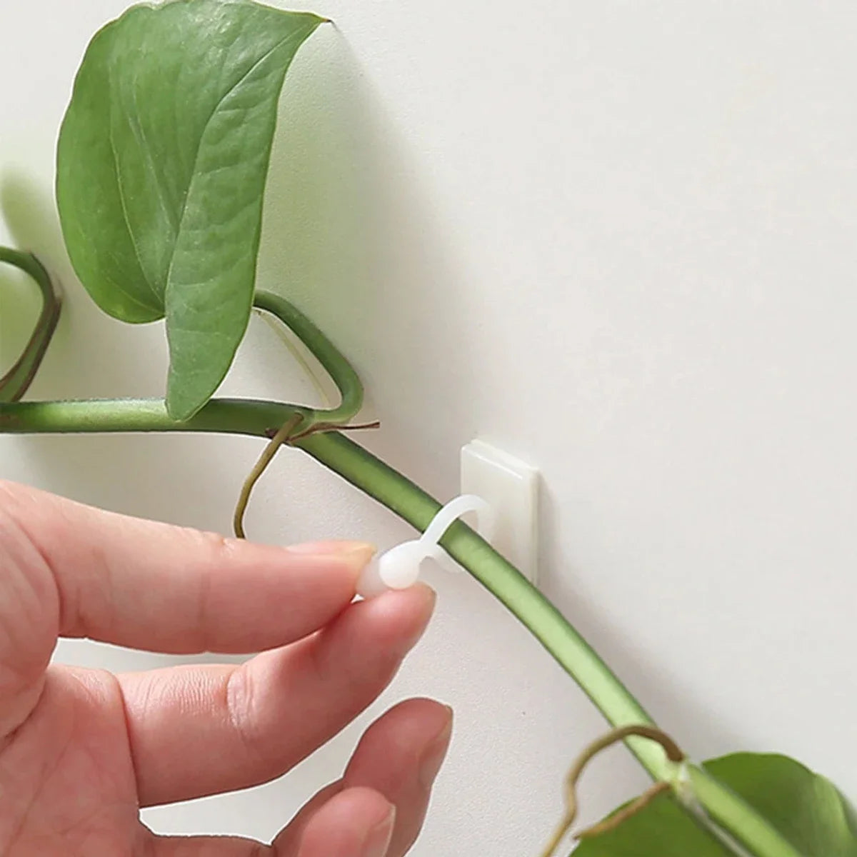 Self-Adhesive Wall Clips for Climbing Plants