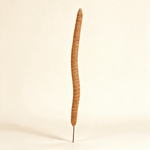 Flexible coir plant pole with a metal base for climbing houseplants.